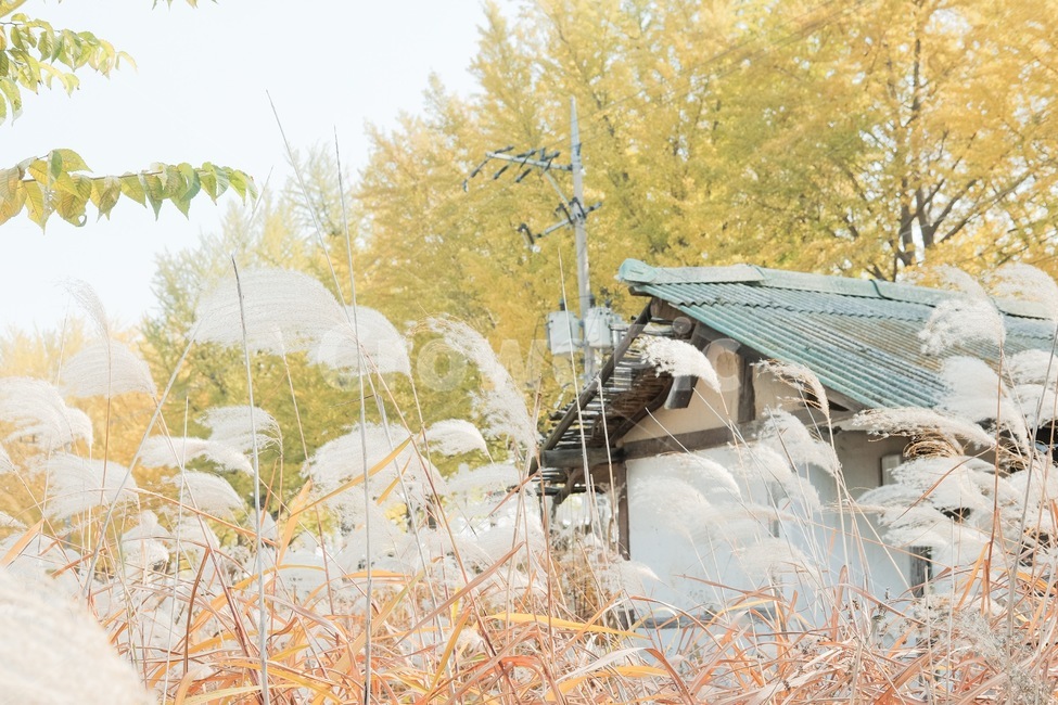 은행나무,갈대,억세,가을,풍경,가을,계절,fall,autumn,season,시골,마을,풍경,landscape,country,rural,town,nature,자연,outdoors,옥외,농촌,building,건물