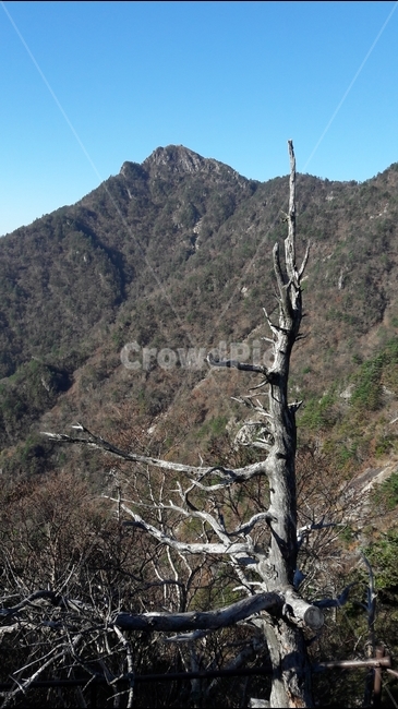 지리산,천왕봉,산,고사목,가을,국립공원,자연,풍경,nature,landscape,한국자연풍경,한국자연경관,korea nature landscape,식물,plants,나무,trees,wood,tree,plant,outdoors,옥외