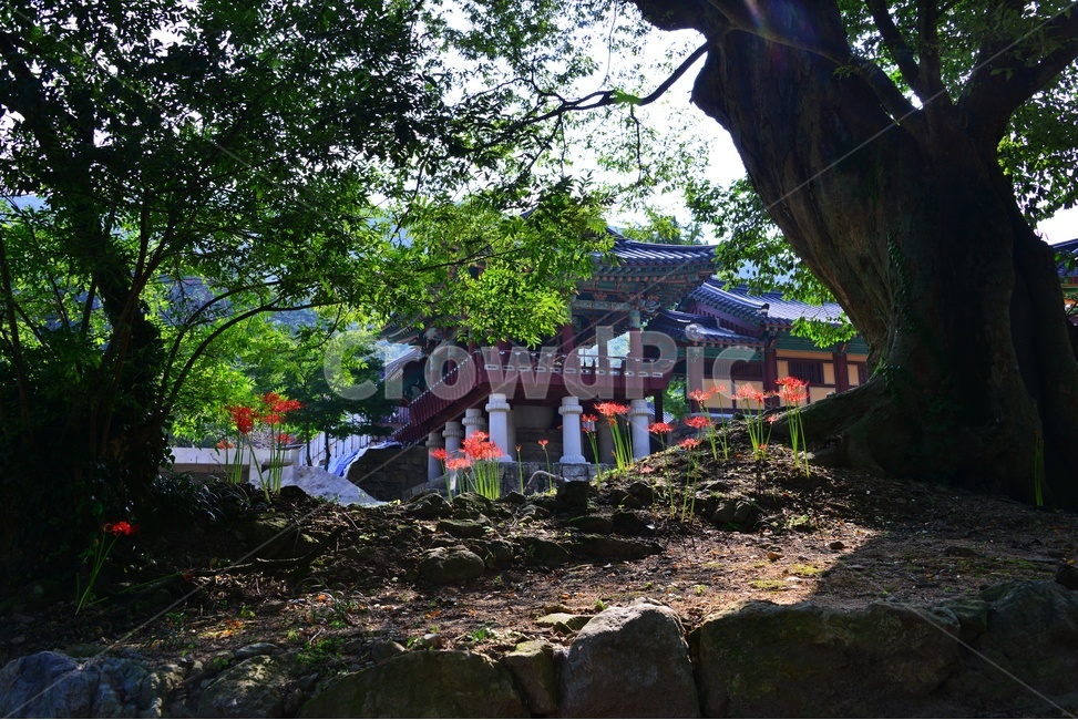 architecture,건축물,building,건물,light,flare,플레어,outdoors,옥외,blossom,flower,꽃,petal,꽃잎,plant,식물,tree,나무,treetrunk,나무줄기,영광,불갑사,꽃무릇축제,꽃무릇,축제,상사화