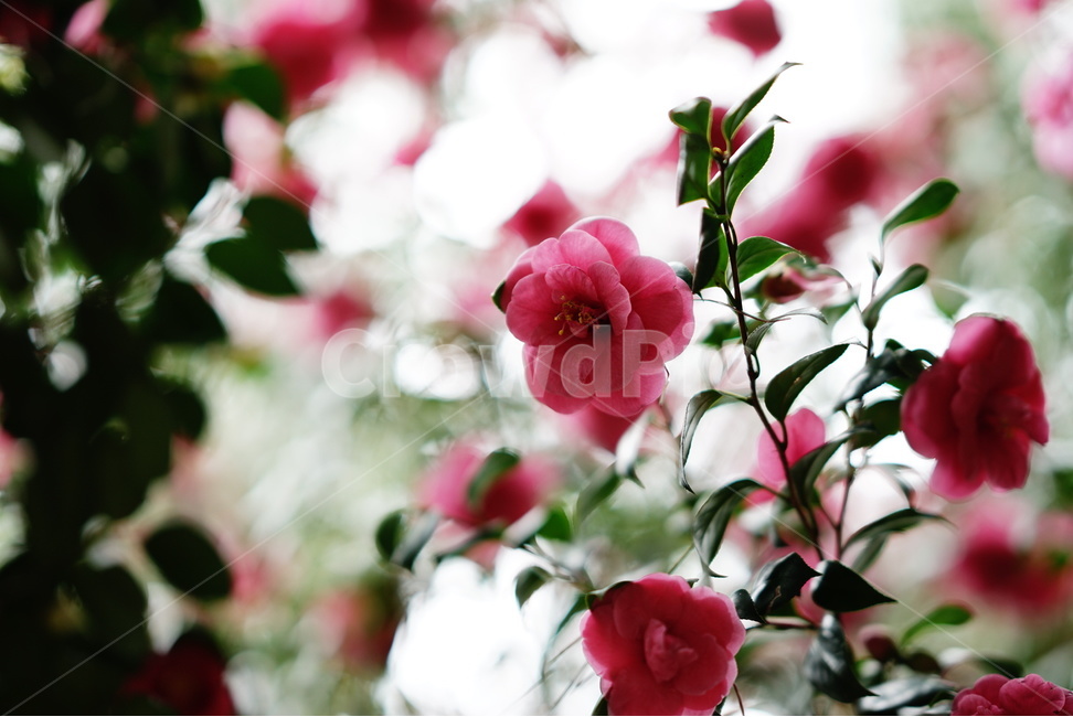 동백꽃,겨울,꽃,빨강,보케,red,flower,commoncamellia,bokeh,winter,식물,자연,plants,nature,꽃,flower