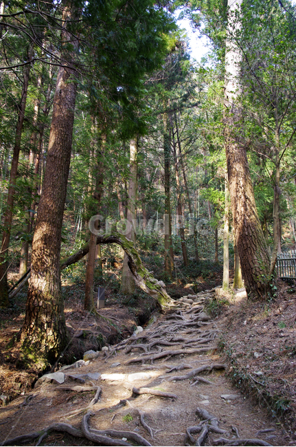 나무,식물,plant,tree,뿌리,숲,자연