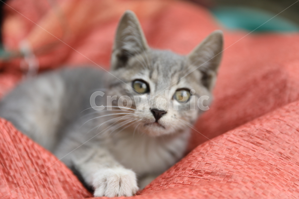 고양이,아기고양이,집고양이,코리안숏헤어,애완동물,동물,애완묘,냐옹이,animal,cat,koreanshorthair,kitty,동물,animal,포유류,mammal,고양이,cat,kitten,kitty