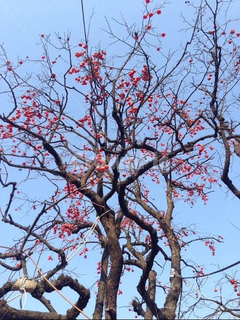 나무,컬러,감,열매,빨강,식물,자연,plants,nature,나무,trees,wood