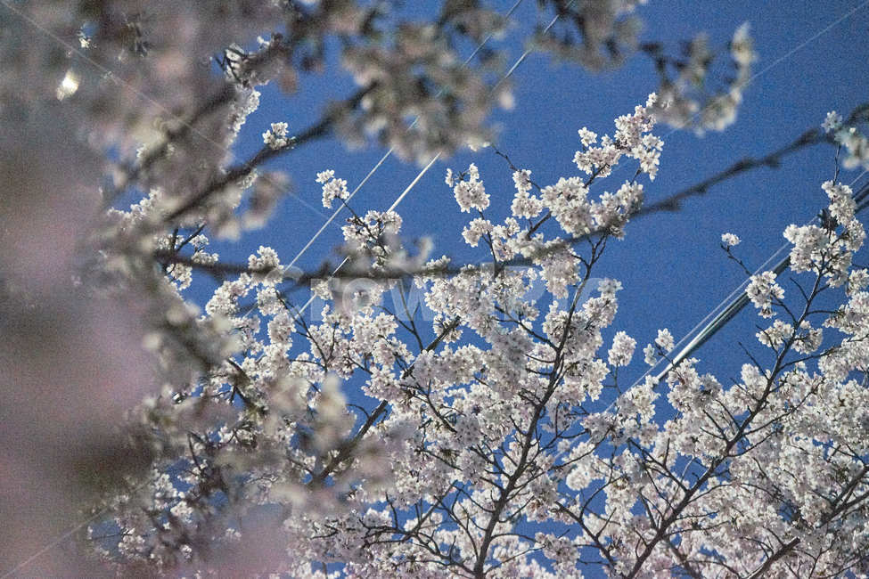 벚꽃,밤벚꽃,봄꽃,벚꽃축제,봄