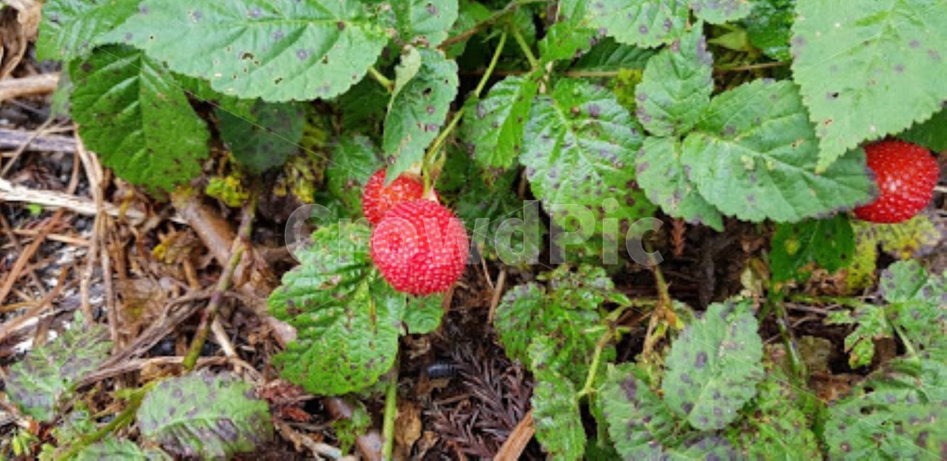 fruit,과일,strawberry,딸기,food,음식,plant,식물,산딸기,초록,과일,열매,fruit