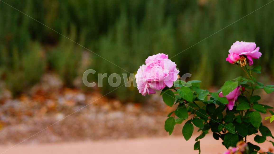 장미,장미꽃,로즈,플라워,꽃,생화,분홍,식물,자연,plants,nature,꽃,flower