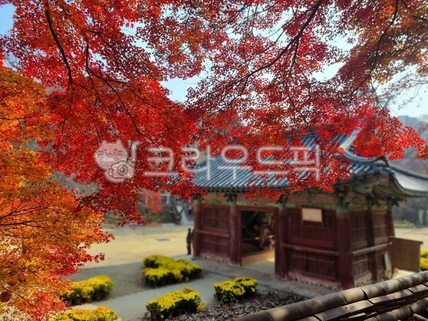 단풍,가을이미지,절풍경,가을풍경,단풍나무