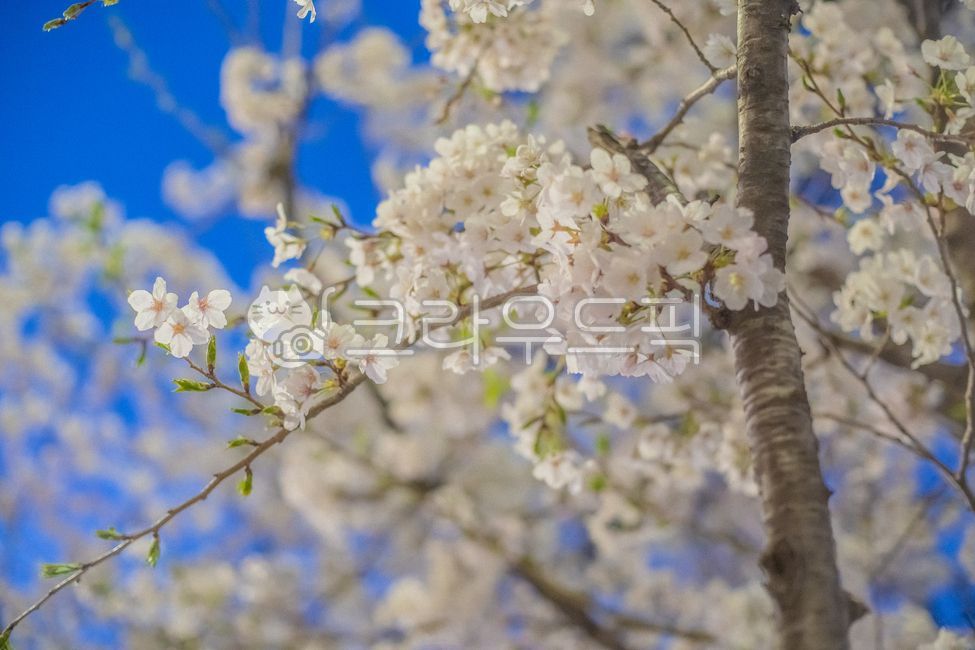 night view,blue sky,cherry,Cherry Blossom,mood,color,tree branch,flower tree,Cherry blossom viewing,spring,healing,cherryblsoom,season,Emotion,Cherry Blossom Spots,sky,blossom,nature,emotional sky,tree,feeling,seaon,flower,cherry blossom viewing,cherry bl
