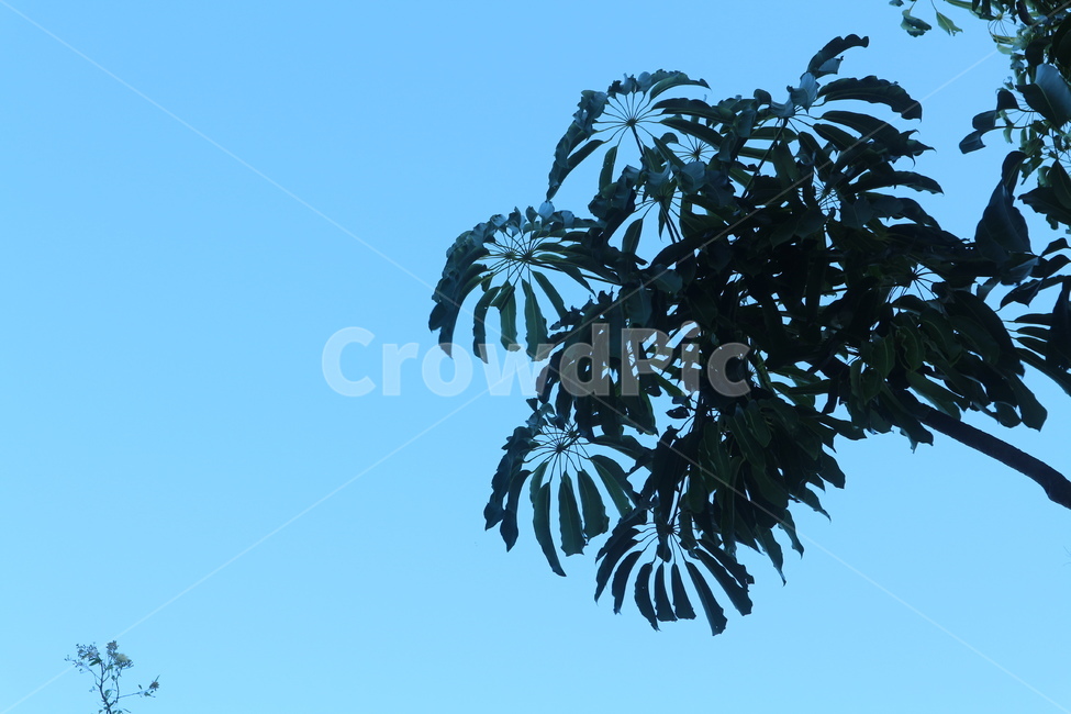 나무,하늘,여름,자연,호주,sky,tree,leaf,nature,summer,landscape,자연,풍경,nature,landscape,plant,식물