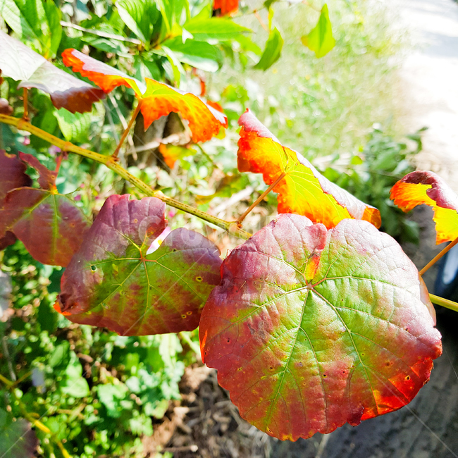 잎,덩굴,식물,밭,도로,가을,초록,텃밭,담쟁이덩굴잎,마지막잎새,식물,자연,plants,nature