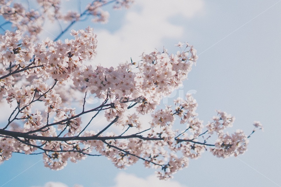 벚꽃,하늘,cherryblossom,spring,봄,아련함,감성,꽃,flower,봄,계절,spring,season,식물,자연,plants,nature,꽃,flower,plant,blossom