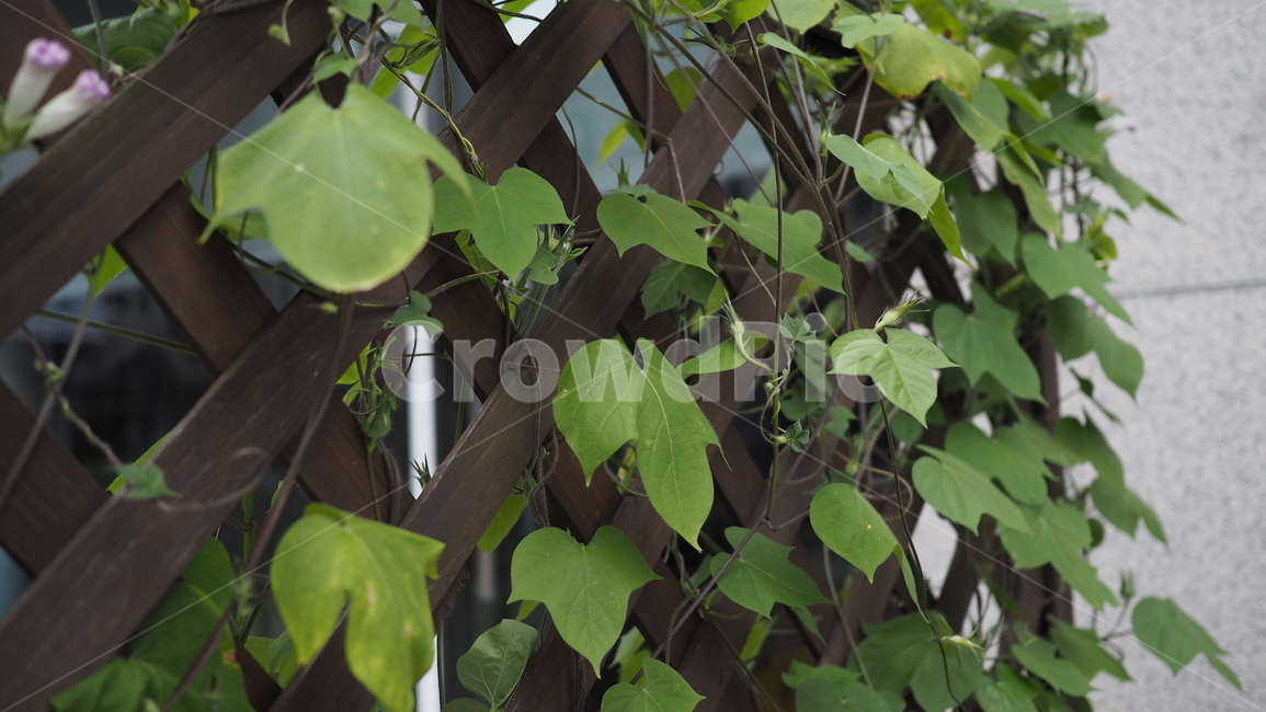 야생식물,그린,잎사귀,leaf,plants