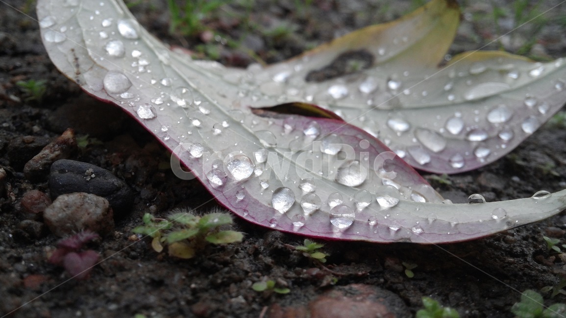 잎,빗물,이슬,화려함,잘찍음,빗방울,아련한,비온후,작은물방울,식물,자연,plants,nature