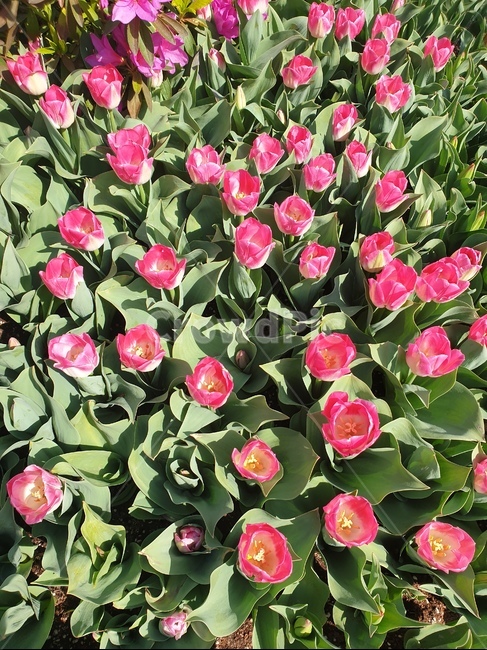 튤립,봄꽃,분홍꽃,예쁜꽃,화사한,식물,자연,plants,nature,꽃,flower