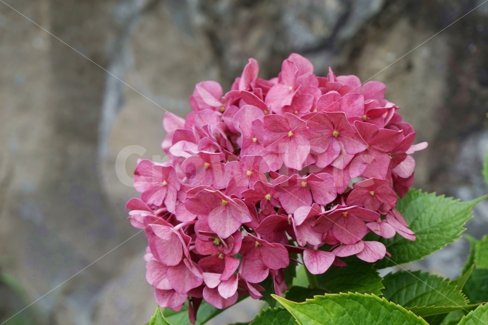 꽃,식물,자연,수국,자주색,여행,제주,제주도,스냅,감성,flower,plant,plum,puple,색,color,보라,자주,보라색,분홍,진분홍,식물,자연,plants,nature,꽃,flower