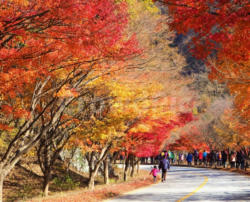 가을,단풍,아빠,딸,가족,가을,계절,fall,autumn,season,자연,풍경,nature,landscape,한국자연풍경,한국자연경관,korea nature landscape,사람들,대중,군중,other people,crowd,가족,패밀리,family,plant,식물,tree,나무,maple,human,인간,person,사람,leaf,잎