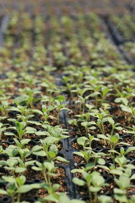 식물,plant,seedling,모종,새싹,고추모종,작물,농작물,파종,파종기