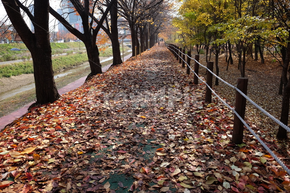 낙엽,가을,산책로,길,나무,나뭇잎,자연,풍경,가을,계절,fall,autumn,season,leaf,잎,plant,식물,tree,tree trunk,나무 줄기,ground,바닥