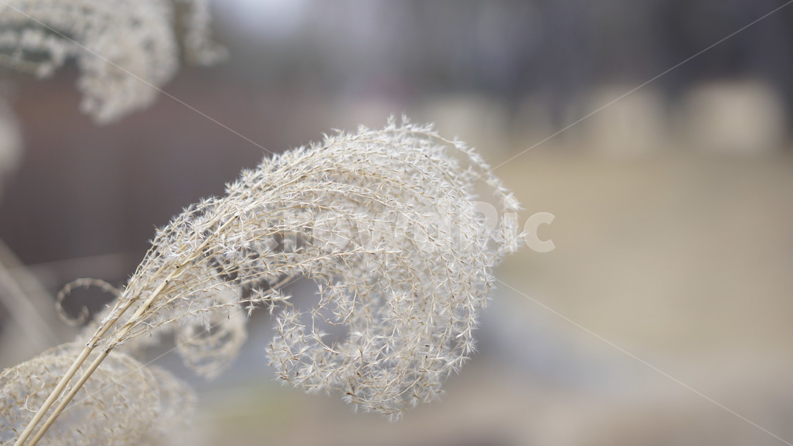 갈대,원근감,가을,바람,수목원,가을,계절,fall,autumn,season,grass,잔디,plant,식물
