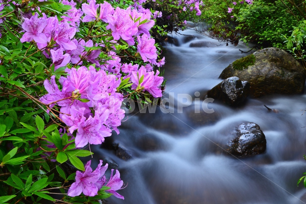 지리산,달궁,달궁계곡,수달래,달궁수달래,진달래,plant,식물,nature,자연,blossom,flower,꽃,한국자연풍경,한국자연경관,korea nature landscape