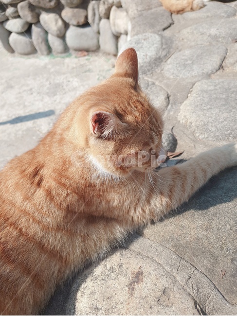 동물,고양이,귀여운,나른한,따듯한