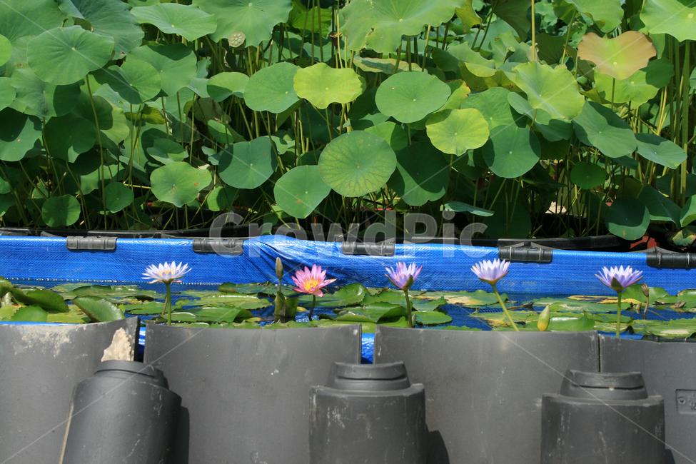연꽃,식물,flower,plants,nature,꽃,연잎,식물,자연,plants,nature,꽃,flower