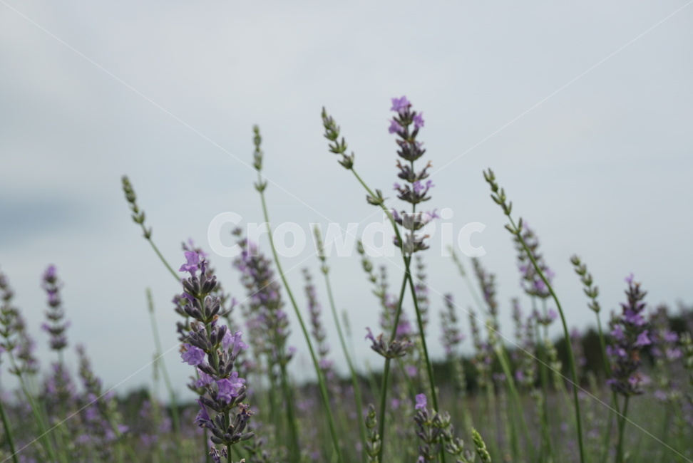 꽃,라벤더,제주,jeju,보롬왓,식물,자연,plants,nature,꽃,flower