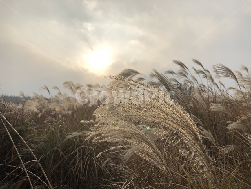 제주도,jeju,jejuisland,억새풀,억새,오름,억새풀언덕,언덕,dslr,canon100d,자연,풍경,nature,landscape,grass,잔디,plant,식물,lawn,reed,갈대
