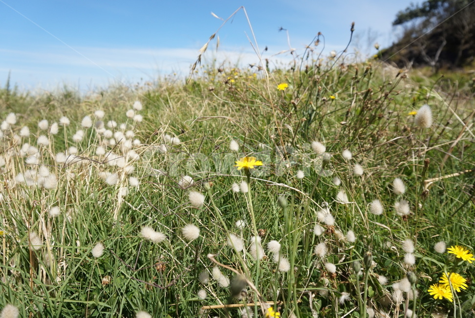 꽃,들꽃,감성사진,wildflower,flower,느낌있는,감성적인,식물,자연,plants,nature,꽃,flower