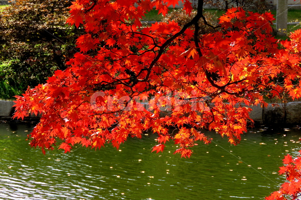 가을,단풍,호수,풍경,자연,가을,계절,fall,autumn,season,식물,자연,plants,nature,leaf,잎,plant,tree,나무,maple