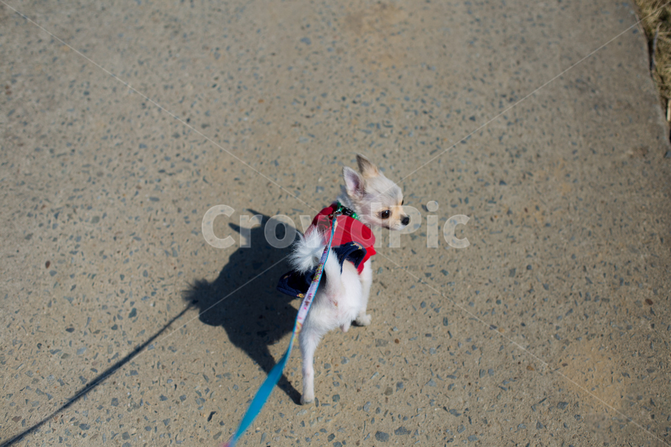 포메라니안,산책,강아지,반려견,목줄,뒤돌아보기,동물,animal,포유류,mammal,개,강아지,dog,doggy