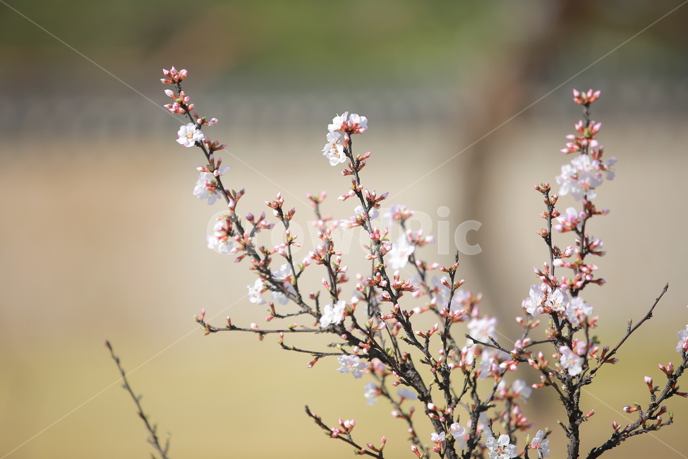 벚꽃,봄,새싹,하늘,벚꽃놀이,꽃,맑음,오막삼,캐논,5dmark3,봄,계절,spring,season,식물,자연,plants,nature,꽃,flower,plant,blossom