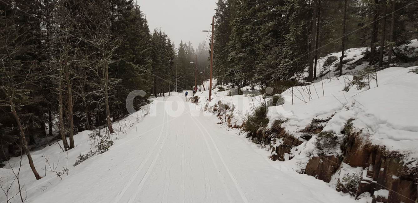 tree,나무,abies,전나무,숲,스키,ski,snow,nordicski,노르딕스키,겨울,계절,winter,season,자연,풍경,nature,landscape