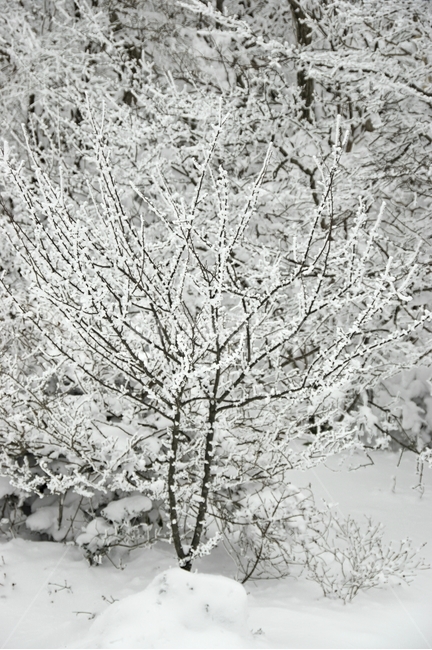 눈꽃,겨울왕국,겨울,눈,제주,폭설,겨울,계절,winter,season,식물,자연,plants,nature,나무,trees,wood