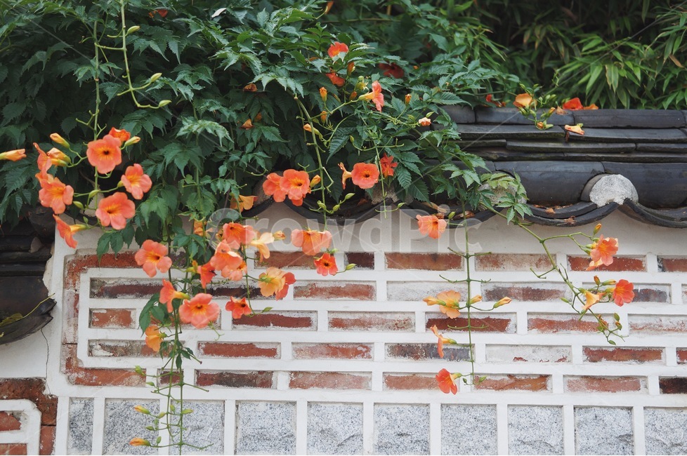 능소화,꽃,식물,한옥,자연,여름꽃,북촌,flower,plant,nature,summer,감성사진,한국전통,한국문화,korean traditional,korean culture,식물,자연,plants,nature,꽃,flower,건축물,건물외관,exterior,building,structure,architecture,construction