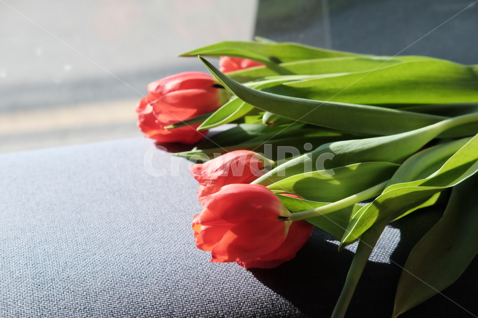 꽃,쇼파,튤립,sofa,flower