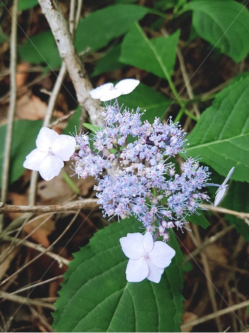 꽃,flower,blossom,식물,자연,풀꽃,식물,자연,plants,nature,꽃,flower