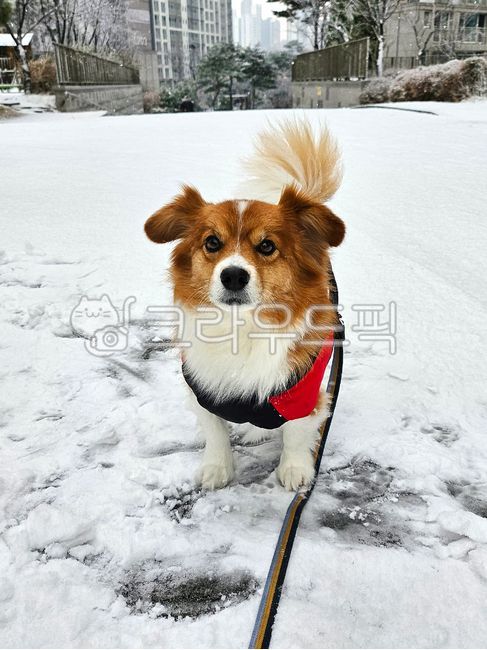 겨울,강아지,겨울강아지,산책,겨울산책,믹스견,시고르자브종,갈색강아지,개,갈색,눈
