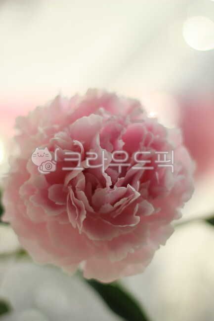작약, flower, 꽃, blossom, peony, 사진,이미지,일러스트,캘리그라피 - 행복한 오렌지작가