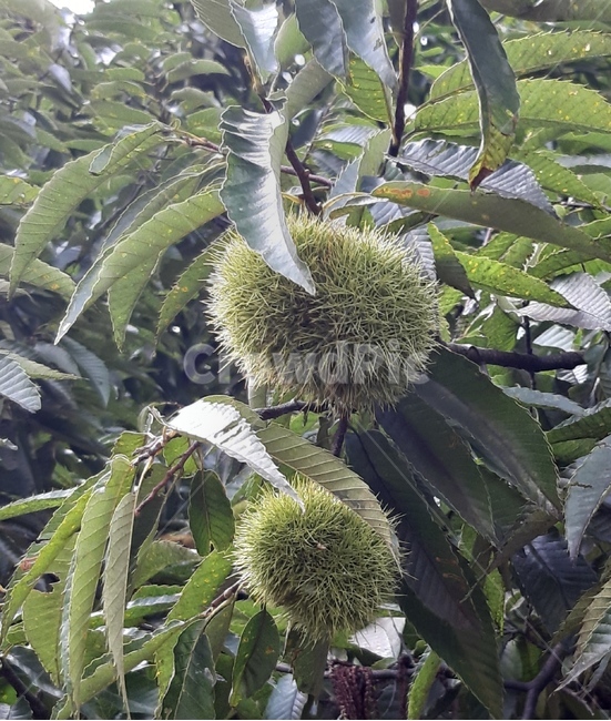 chestnut,chestnuttree,녹색,green,초록,밤나무,과일,열매,fruit