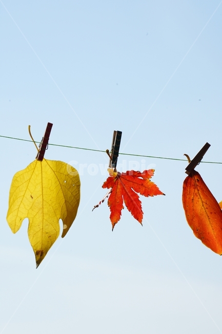 단풍잎가을,단풍,가을,감성,이미지,가을,계절,fall,autumn,season,leaf,잎,plant,식물,tree,나무