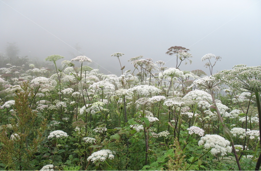 오대산,진고개,구릿대,몽환적,운무,식물,자연,plants,nature,꽃,flower