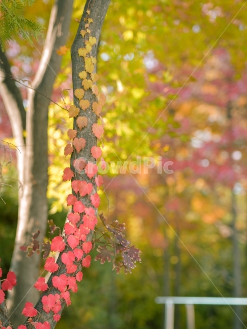 가을,단풍,나무,자연,색,그라데이션,나뭇잎,가을,계절,fall,autumn,season,식물,자연,plants,nature,나무,trees,wood,plant
