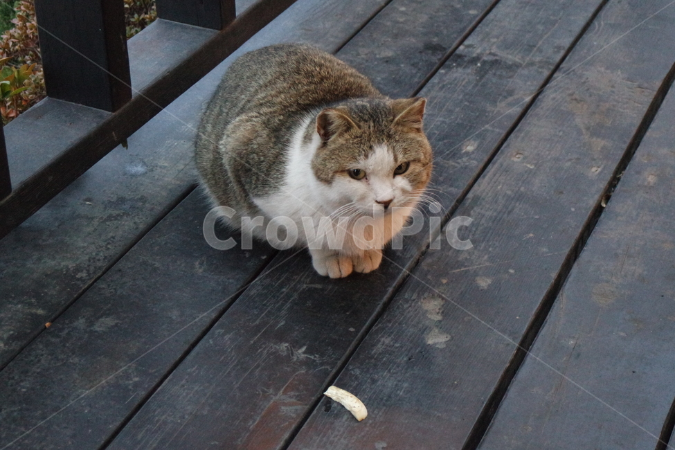 고양이,길고양이,cat,동물,점박이고양이,동물,animal,포유류,mammal,고양이,cat,kitten,kitty