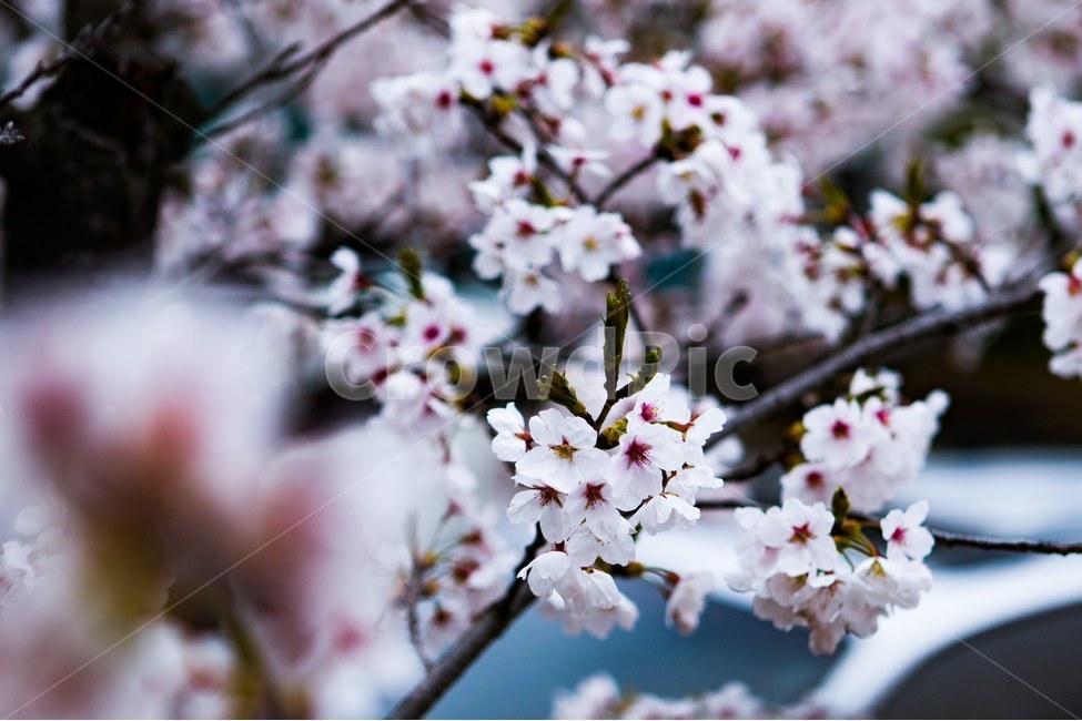 봄,꽃,벚꽃,벚꽃길,산책로,봄,계절,spring,season,식물,자연,plants,nature,꽃,flower,plant,blossom