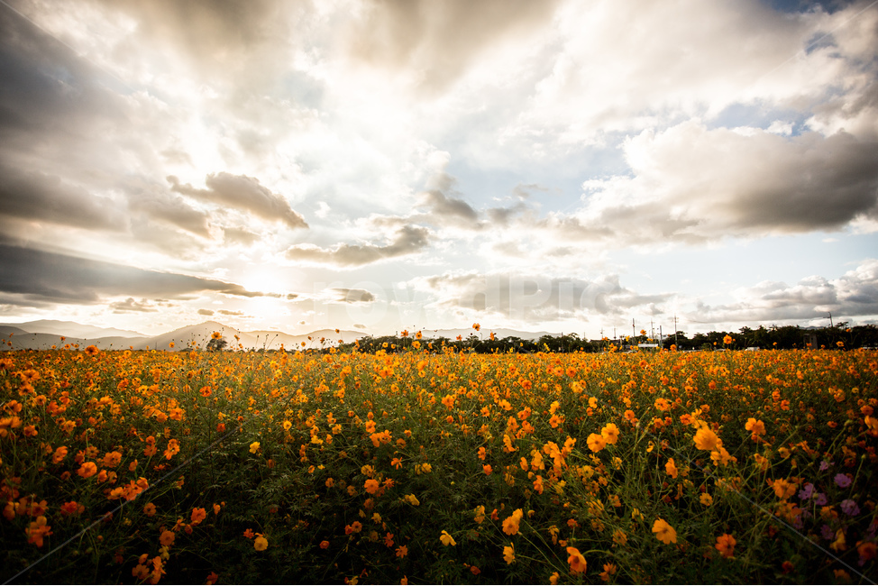 노을,풍경,들판,코스모스,하늘,경주,구름,자연,풍경,nature,landscape,식물,plants,꽃,flower,grassland,목초지,field,들,outdoors,옥외,rural,농촌,farm,농장,meadow
