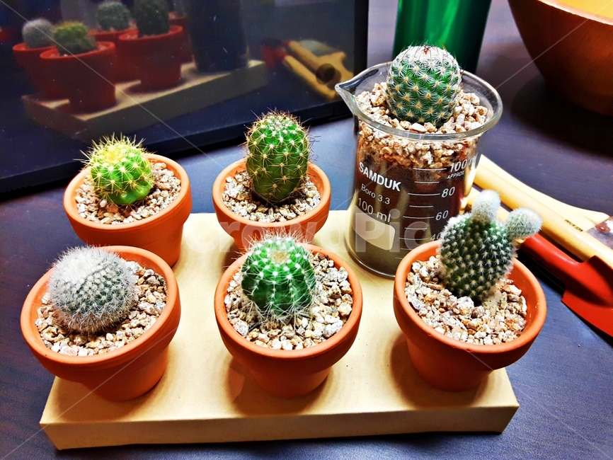 선인장,다육식물,토분,화분,원예도구,모종삽,갈퀴,테이블,취미,가드닝,그린,초록,공기정화식물,식물,미니,반려식물,자연,플랜테리어,flowerpot,cactus,succulent,gardening,equipment,beautiful,beauty,care,concept,decoration,decorative,design,background,flower,garden,green,greenery,hobby,home,interior,leaf,lifestyle,mini,miniature,natural,nature,plant,pot,rake,shovel,small,space,spring,table,tool,white,wooden,실내용화초,화분,화초,house plant