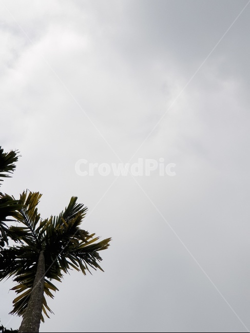 tree,나무,plant,식물,하늘,sky,자연,야자,베트남,하노이,구름