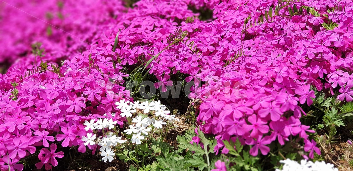 꽃,꽃잔디,분홍색,자연,식물,flower,nature,그린,green,pink,식물,자연,plants,nature,꽃,flower