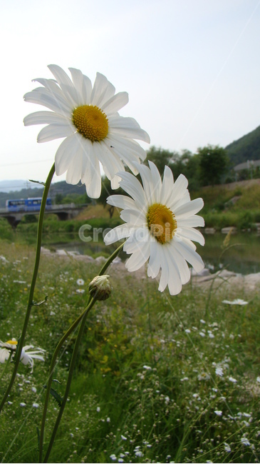 울릉국화,국화,하얀색국화,꽃,국화꽃,식물,하얀색꽃,여름,식물,자연,plants,nature,꽃,flower